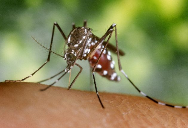 Aedes aegypti é o mosquito transmissor da febre amarela no meio urbano - Foto: Reprodução/gcn.net.br.
